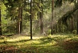 Представительница Уватского района – призер областной фотовыставки «Родные леса»